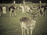 Stag with Herd of Deer in Phoenix Park  Dublin  Republic of Ireland  Europe