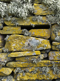 Lichen on Rocks  Broch of Mousa  Mousa Island  Shetland Island  Scotland  United Kingdom  Europe