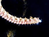 Beared Fireworm (Hermodice Carunculata)  St Lucia  West Indies  Caribbean  Central America