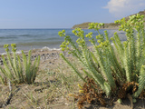 Sea Spurge (Euphorbia Paralias) Clumps in Coastal Sand Dunes  Lesbos (Lesvos)  Greece
