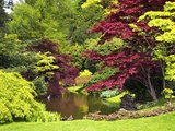 Acer Trees and Pond in Sunshine  Gardens of Villa Melzi  Bellagio  Lake Como  Lombardy  Italy