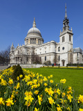St Paul's Cathedral with Daffodils  London  England  United Kingdom  Europe