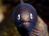 White Eyed Moray Eel (Siderea Thysoidea)  Philippines  Southeast Asia  Asia