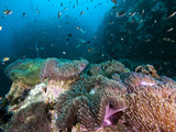 Carpet of Anemones  Thailand  Southeast Asia  Asia