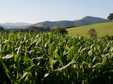 Cornfield Between St Jean Pied de Port and Roncevaux  Pyrenees  Basque Country  France