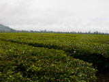Tea Plantation  Highlands  Papua New Guinea  Pacific