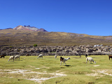 Llamas and Alpacas Grazing  Tunupa  Bolivia  South America