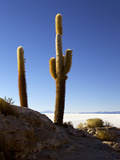 Cacti on Isla de Los Pescadores and the Salt Flats of Salar de Uyuni  Southwest Highlands  Bolivia