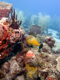 White Spotted Filefish (Cantherhines Macrocerus)  St Lucia  West Indies  Caribbean  Central America