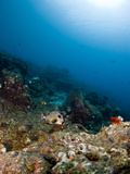 Smooth Trunkfish (Lactophrys Triqueter) and Reef Scene  St Lucia  West Indies  Caribbean