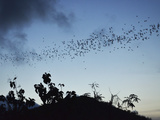 Bats  Near Kuta  Lombok  Indonesia  Southeast Asia  Asia