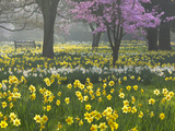 Daffodils and Blossom in Spring  Hampton  Greater London  England  United Kingdom  Europe