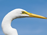 Great Egret (Ardea Alba)  Everglades  Florida  United States of America  North America