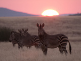 Hartmann's Mountain Zebra (Equus Zebra Hartmannae)  Palmwag Concession  Damaraland  Namibia  Africa