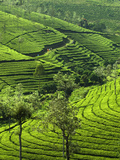 View over Tea Plantations  Near Munnar  Kerala  India  Asia