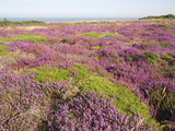Heather in Flower with View to the Sea  Dunwich Heath  Suffolk  England  United Kingdom  Europe