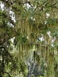 Spanish Moss  Orlando  Florida  United States of America  North America