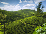 View over Tea Plantations  Near Munnar  Kerala  India  Asia