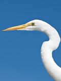 Great Egret (Ardea Alba)  Everglades  Florida  United States of America  North America