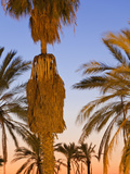 Palm Trees Outside the Old City Walls at Sunset  Jerusalem  Israel  Middle East