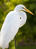 Great Egret (Ardea Alba)  Everglades  Florida  United States of America  North America