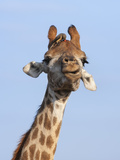 Giraffe (Giraffa Camelopardalis)  with Redbilled Oxpecker  Hluhluwe-Imfolozi Park  South Africa