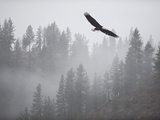 Bald Eagle (Haliaeetus Leucocephalus) Flying over the Trees  Coeur D'Alene Lake  Idaho  USA