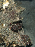 Ambon Scorpionfish (Pteroidichthys Amboinensis)  Sulawesi  Indonesia  Southeast Asia  Asia