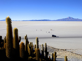 Cacti on Isla de Los Pescadores  Volcan Tunupa and Salt Flats  Salar de Uyuni  Bolivia