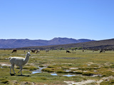 Llamas and Alpacas Grazing  Tunupa  Bolivia  South America