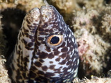 Spotted Moray Eel (Gymnothorax Moringa)  St Lucia  West Indies  Caribbean  Central America