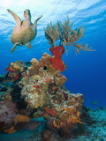 Sea Turtle (Chelonioidea) Swimming over the Coral  Cozumel  Mexico  Caribbean  North America