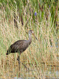 Limpkin (Aramus Guarauna)  Everglades  Florida  United States of America  North America