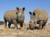 Dehorned White Rhinos (Ceratotherium Simum) on Rhino Farm  Klerksdorp  South Africa