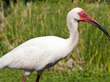 White Ibis (Eudocimus Albus)  Everglades  Florida  United States of America  North America