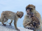 Barbary Macaques (Macaca Sylvanus) Interaction  Gibraltar  Europe