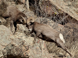 Two Bighorn Sheep (Ovis Canadensis) Rams Head Butting  Clear Creek County  Colorado  USA