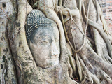 Stone Buddha Head in Fig Tree  Wat Mahathat  Ayutthaya City  UNESCO World Heritage Site  Thailand