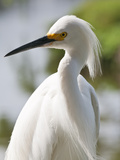 Snowy Egret (Egretta Thula)  Everglades  Florida  United States of America  North America