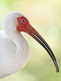 White Ibis (Eudocimus Albus)  Everglades  Florida  United States of America  North America