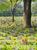Lines of Thousands of Graves Among Trees at Kanchanaburi War Cemetery  Thailand  Southeast Asia