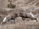 Two Bighorn Sheep (Ovis Canadensis) Rams Head Butting  Clear Creek County  Colorado  USA