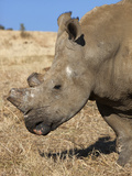 Dehorned White Rhino (Ceratotherium Simum) on Rhino Farm  Klerksdorp  South Africa