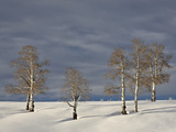 Aspen Trees on a Snow-Covered Hillside  San Miguel County  Colorado  USA  North America