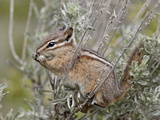 Yellow Pine Chipmunk (Eutamias Amoenus) with Sagebrush Leaves  Yellowstone Nat'l Park  Wyoming  USA