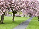 Cherry Blossom on the Stray in Spring  Harrogate  North Yorkshire  Yorkshire  England  UK  Europe