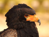 Bateleur (Terathopius Ecaudatus)  Resident in Sub-Saharan Africa  in Captivity in UK