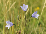 Harebell (Campanula Rotundifolia) Flowering in Chalk Grassland Meadow  Wiltshire  England  UK