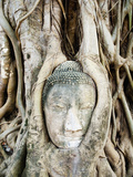 Stone Buddha Head in Fig Tree Roots  Wat Mahathat  Ayutthaya  UNESCO World Heritage Site  Thailand