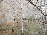 Frost-Covered Birch Trees  Town of Cakovice  Prague  Czech Republic  Europe